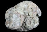 Crystal Filled Dugway Geode (Polished Half) #67478-2